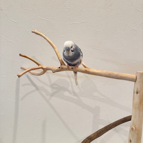 貝塚伊吹とツタのぐるぐるバードアスレチック 【自然木 とまり木 セキセイインコ・ウロコインコ】