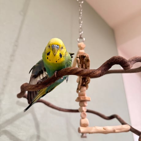 コトリのなる木ミニミニカスタム　ツタのつり下げバードアスレチック【文鳥 インコ 自然木 止まり木】