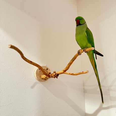 ピノキオの鼻 ①