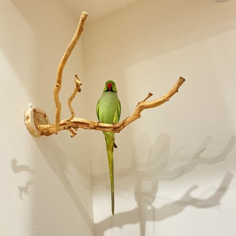 ピノキオの鼻 ⑦