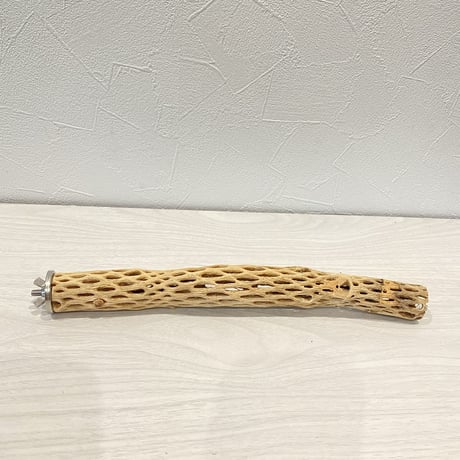 カクタスパーチ③  極小 直径約3cm/27cm