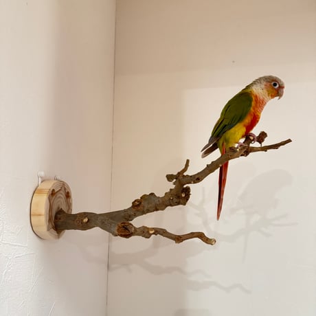 トウカエデのピノキオの鼻【A】