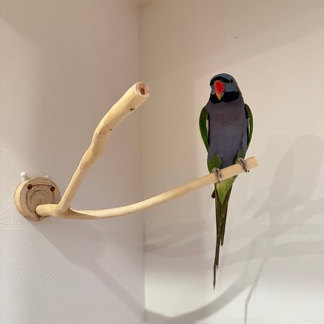 桧のピノキオの鼻 ①【インコ・小鳥のおもちゃ　自然木の止まり木】