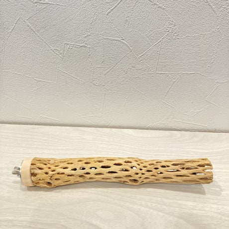カクタスパーチ極小⑮ 直径約2~3cm 長さ20cm