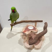 ツタのおやつ入れ付きスタンドパーチ【インコ 天然木 自然木 パーチ 止まり木】
