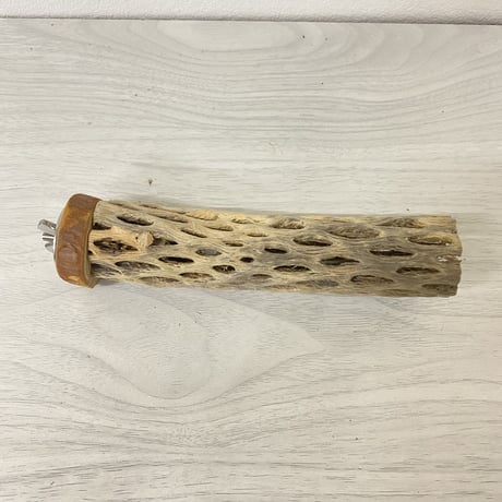カクタスパーチ 極小サイズ④直径（約2-3cm）長さ/15cm