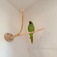 桧のピノキオの鼻 【インコの止まり木 おもちゃ】