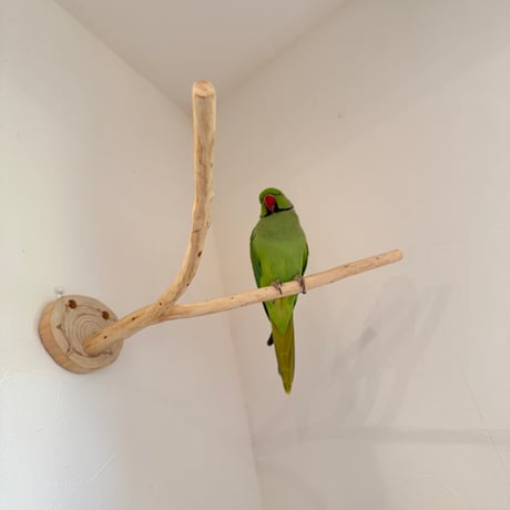 桧のピノキオの鼻 【インコの止まり木 おもちゃ】