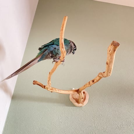 ピノキオの鼻⑤