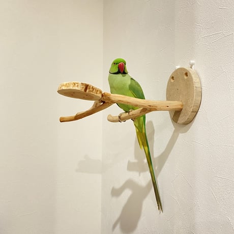 ピノキオの鼻 ①  貝塚伊吹