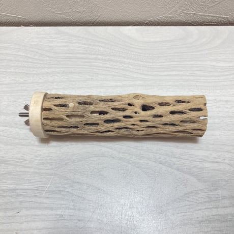 カクタスパーチ⑥小3-4㎝長さ15㎝