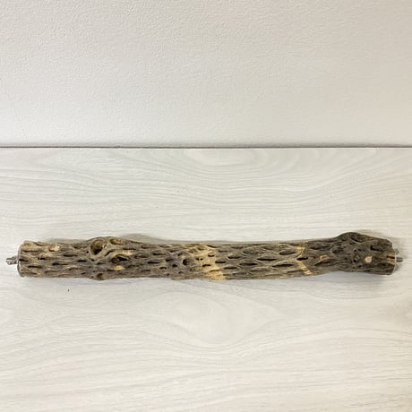ケージサイズカクタスパーチ⑦ 極小サイズ直径2-3cm HOEI35サイズ
