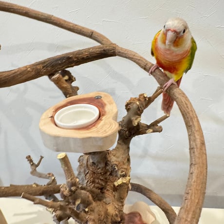 【S様専用】ツタとトウカエデのアスレチック