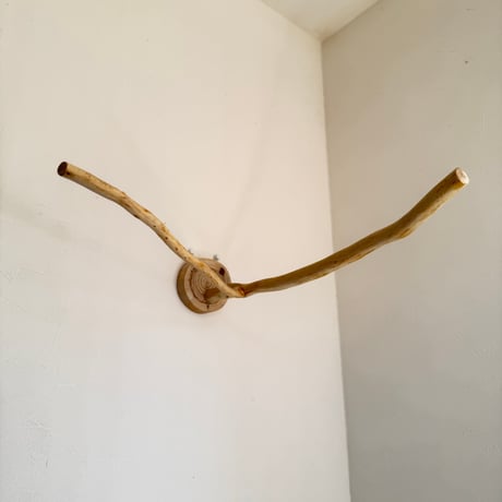桧のピノキオの鼻 ①