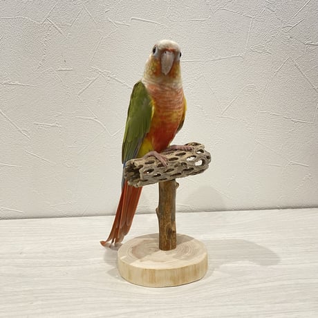 【体重測定用】カクタスのスタンドパーチ③ 長さ9cm／高さ10cm