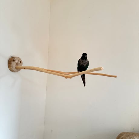桧のピノキオの鼻②