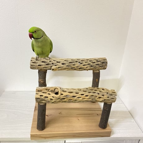 カクタススタンドパーチ 中型さん用