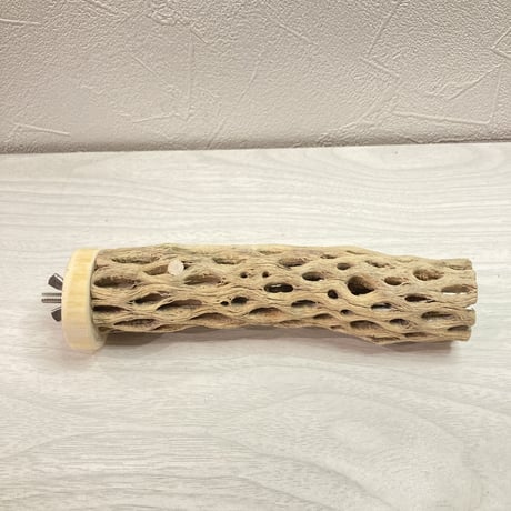 カクタスパーチ【E】  極小 直径3cm前後 長さ15cm