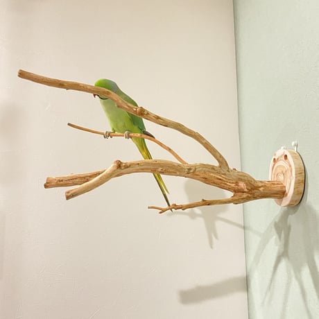 ピノキオの鼻 ⑤ 中型から大型用