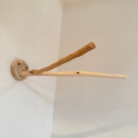 桧のピノキオの鼻④