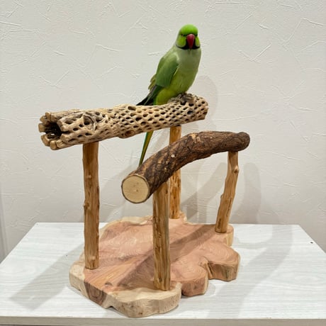 ツタとカクタスのスタンドパーチ【C】