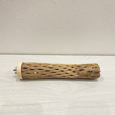 カクタスパーチ【4】小 直径約3-4cm/20cm
