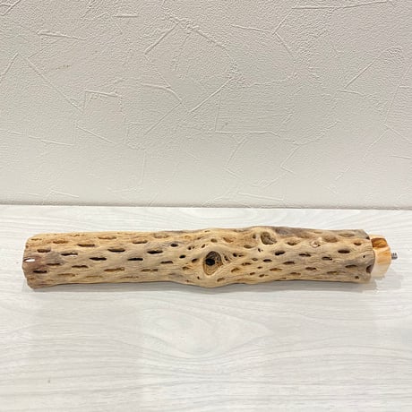 カクタスパーチ① 中直径約5.5cm/31cm