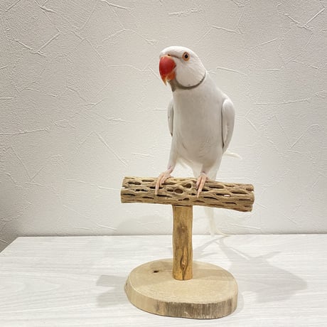 カクタスのスタンドパーチ①　パーチ長さ13.5cm／高さ13.5cm