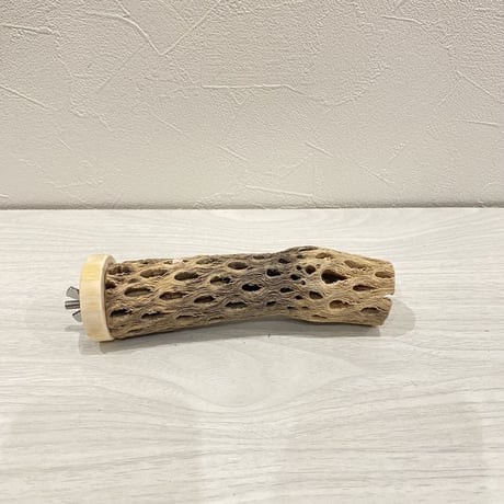 カクタスパーチ【14】小 直径約3-4cm/15cm