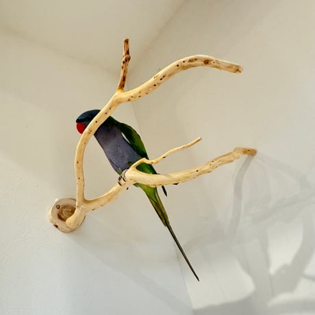 【S様専用】コトリのなる木SPカスタム 貝塚伊吹のピノキオの鼻【自然木 インコ バードアスレチック】