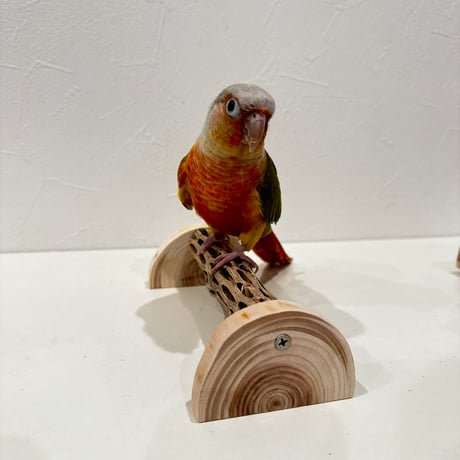 カクタス | STORES