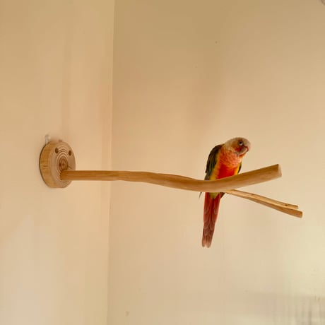 桧のピノキオの鼻 ②