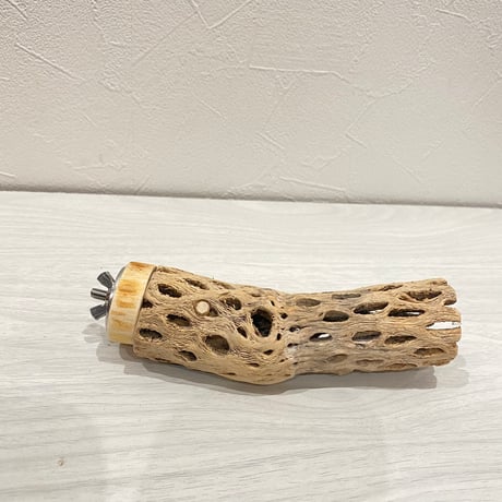 カクタスパーチ② 小サイズ直径3.5〜4cm/13cm