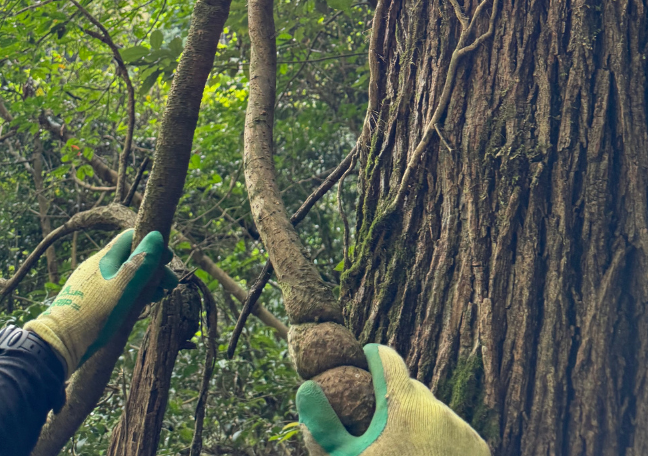 自然木の鳥用品 鳥豆堂【トリマメドウ】バードアスレチック・カクタス
