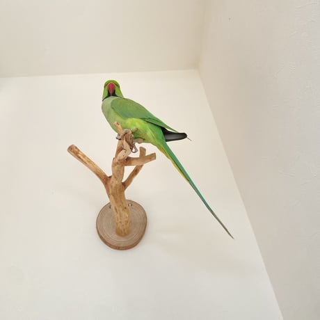 ピノキオの鼻 ⑥
