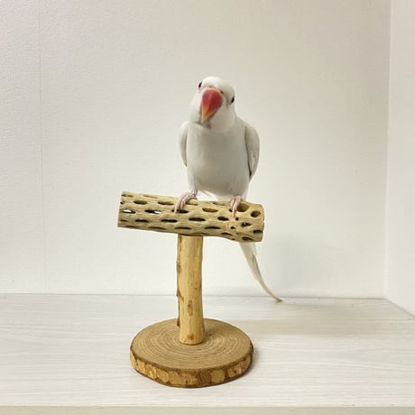 カクタスのスタンドパーチ②　パーチ長さ13.5cm／高さ14.5cm