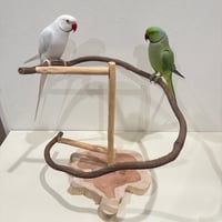 ツタのぐるぐるバードアスレチック 【インコ 天然木 自然木 パーチ 止まり木】