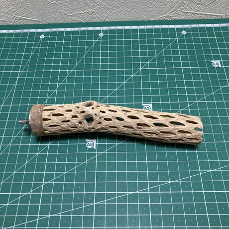 カクタスパーチ⑧極小2-3㎝長さ15㎝