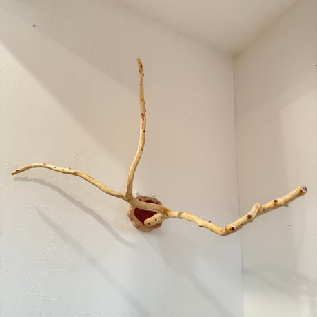 貝塚伊吹のピノキオの鼻 ⑤ 【自然木 止まり木 パーチ】