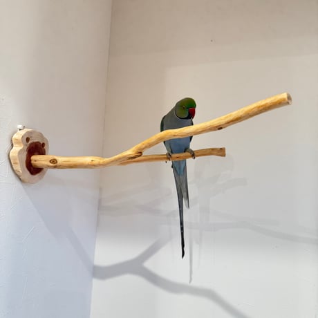 桧のピノキオの鼻 ①