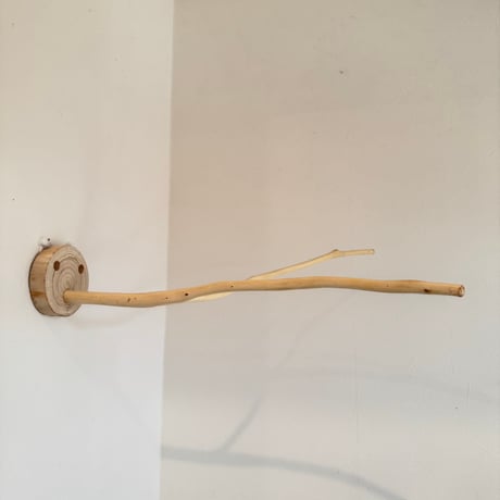 桧のピノキオの鼻 ①