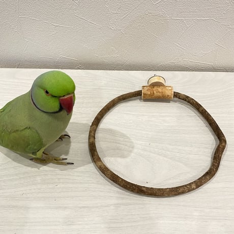 自然木（ツタ）のドーナツパーチ⑦ ビックサイズ  パーチ直径1cm／円直径19.5×18cm