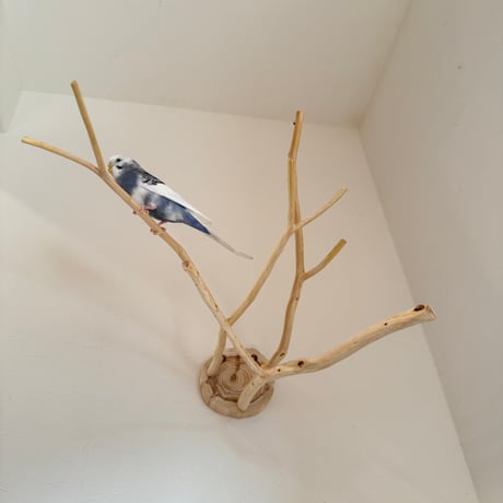 桧のピノキオの鼻 ⑥ お鼻3本