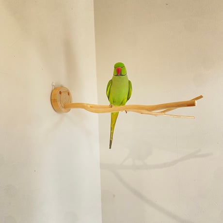 桧のピノキオの鼻 ⑥【インコ・小鳥のおもちゃ　自然木の止まり木】