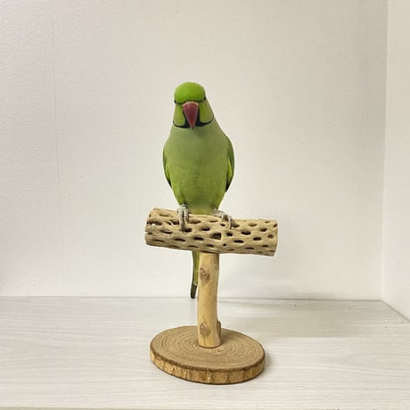 カクタスのスタンドパーチ①　パーチ長さ13.5cm／高さ14.5cm