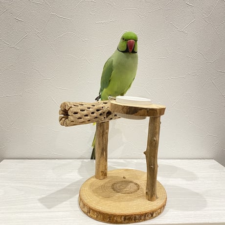 カクタスのスタンドパーチ②　パーチ長さ20.5cm／高さ16cm