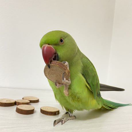 檜木のインコせんべい ガジガジおもちゃ 10〜12枚入り