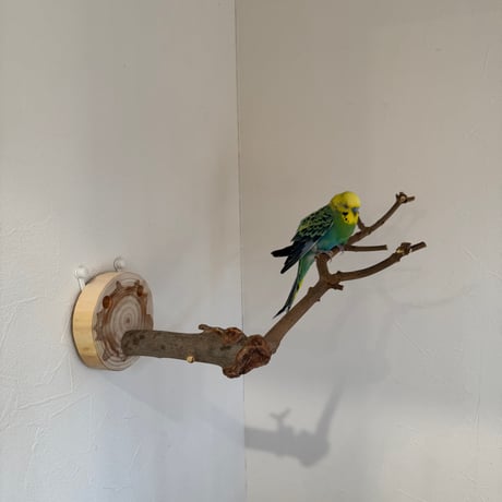 トウカエデのピノキオの鼻【E】