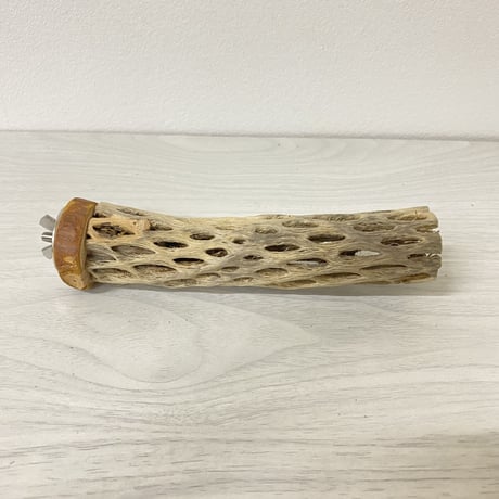 カクタスパーチ 極小サイズ④直径（約2-3cm）長さ/15cm