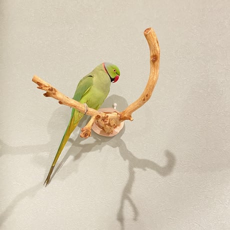 ピノキオの鼻 ③